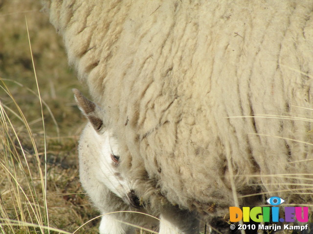 SX12872 Tiny white lamb hiding behind ewe